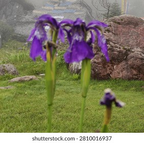 A close-up, shallow depth-of-field shot featuring two vibrant, purple iris flowers in the foreground, with a third, out-of-focus flower lower down, all set against a misty, natural backdrop of green grass, large mossy rocks, and a boulder inscribed with colorful Tibetan script.