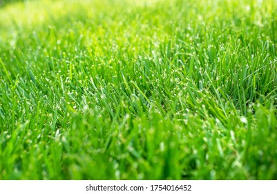 Closeup shallow focus green grass lawn in sunshine, healthy lawn, damaged grass, over seed, seed, grass, fertilizer application, thick grass, no weeds, blade, tall fescue, sod farm, lawnmower, tips