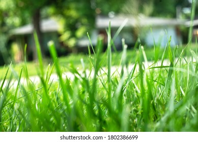 Closeup Shallow Focus Green Grass Lawn In Sunshine, Healthy Lawn, Suburban Ranch House In Background, Low Angle, Residential Neighborhood, Suburbs, Close Neighbors, Privacy