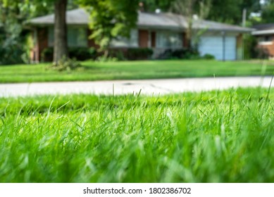 Closeup Shallow Focus Green Grass Lawn In Sunshine, Healthy Lawn, Suburban Ranch House In Background, Tall Fescue, Thick, Low Angle, Residential Neighborhood, Suburbs, Close Neighbors, Privacy