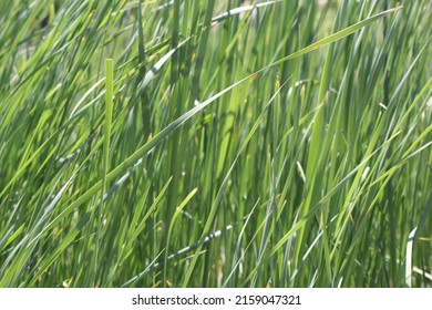 Closeup shallow focus green grass lawn in sunshine, healthy lawn, damaged grass, over seed, seed, grass, fertilizer application, thick grass, no weeds, blade, tall fescue, sod farm, lawnmower, tips