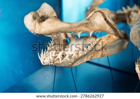 Close-up of a shark jaw bone with sharp teeth, showcasing the predators skeletal structure in precise detail. The image emphasizes the jaw and teeth, revealing the anatomy.