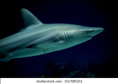 Close-up Of Shark Swimming By From Left To Right