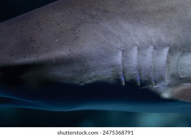 Close-up of a shark's skin and gill slits, highlighting the detailed texture and structure. Ideal for educational materials on marine biology and shark anatomy.






 - Powered by Shutterstock