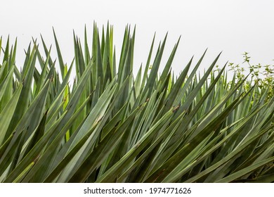 Close-up of sharp dense sisal forest