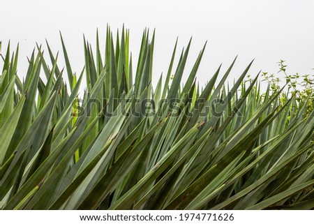 Close-up of sharp dense sisal forest