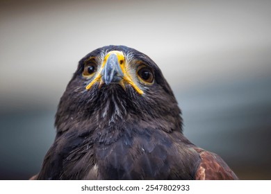 close-up of the sharp gaze and powerful aura of an eagle