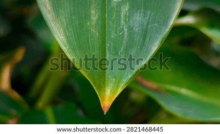 Close-up of a sharp green leaf apex pointing downwards in a tropical plant.