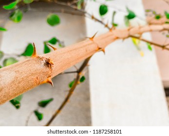 Closeup Sharp Harsh Thorns Jujube Tree Stock Photo 1187258101 ...