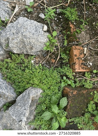 Close-up of a sharp-edged grey granite rock resting in green grass