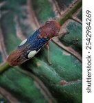 A closeup of a sharpshooter on a dark green leaf captured in Amazon rainforest of Peru