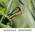 A close-up of a sharpshooter perched on a plant leaf