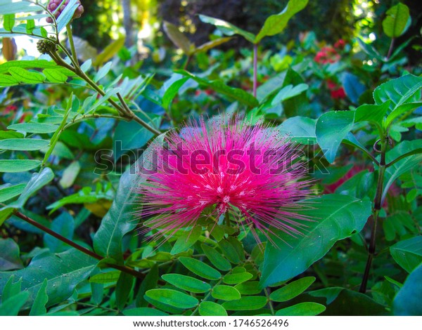 Close-up of a\
shaving brush tree (Pseudobombax ellipticum) blossom on Caribbean\
garden near Ocho Rios,\
Jamaica
