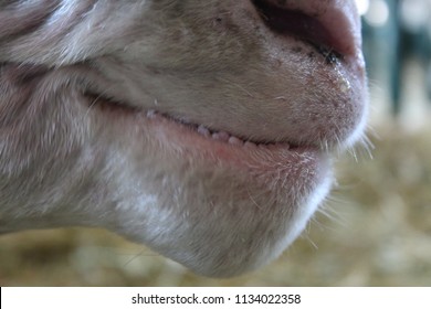  closeup of sheeep nose and mouth, agricultural show, head in barn, selective focus