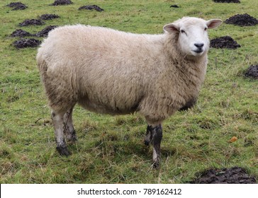 254 Sheep poo Images, Stock Photos & Vectors | Shutterstock