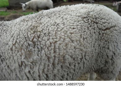 Closeup of a sheep in petting zoo