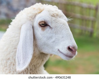 Closeup sheep's beautiful face at the farm - Shutterstock ID 490631248