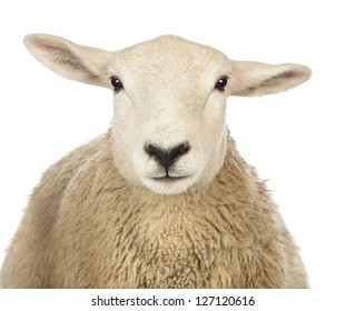 Close-up of a Sheep's head against white background - Powered by Shutterstock