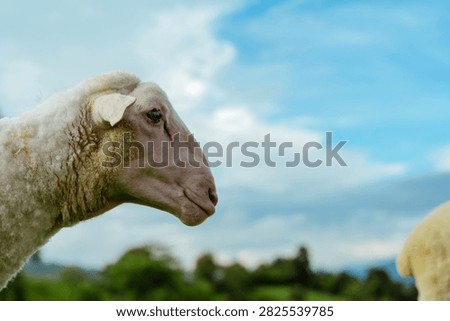 A close-up of a sheep's head with white wool against a bright blue sky and green landscape in the background.