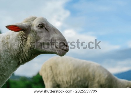 A close-up of a sheep's profile with another sheep grazing in the background under a partly cloudy sky.
