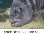 Closeup of a sheepshead swimming inside an aquarium