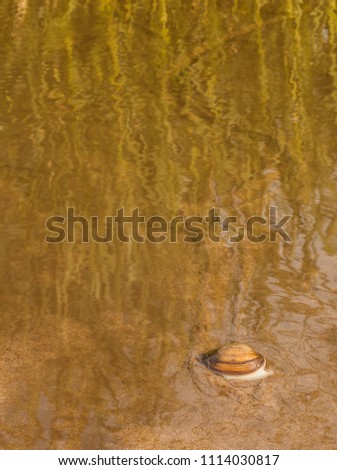Closeup shell mussel Anodonta anatina in the river
