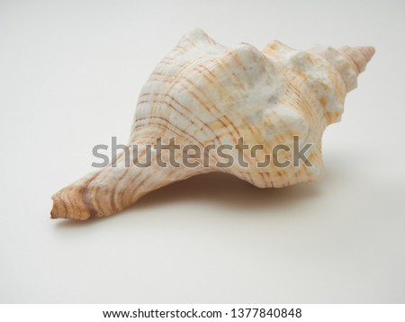 Close-up shells placed on a white background