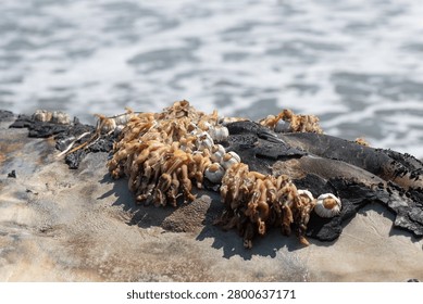 Close-up of shells and seaweed on the back of a dead whale.