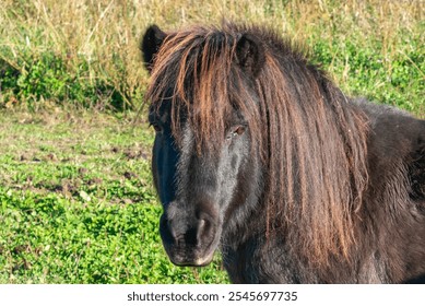 Close-up of Shetland pony grazing on pasture - Powered by Shutterstock