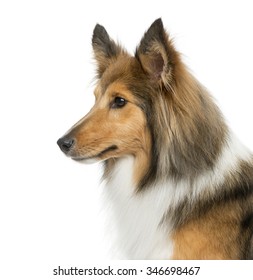 Can Carry a Square Three-in-one Data Cable Shetland Sheepdog Pattern White Background 