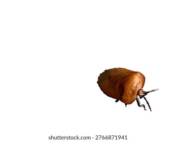 Close-up of shield bug insect isolated on white background, sharp focus showing texture detail. Clean, minimal look. Ideal for biology, macro, education, and design cutout themes.