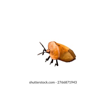 Close-up of shield bug insect isolated on white background, sharp focus showing texture detail. Clean, minimal look. Ideal for biology, macro, education, and design cutout themes.