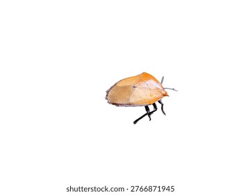 Close-up of shield bug insect isolated on white background, sharp focus showing texture detail. Clean, minimal look. Ideal for biology, macro, education, and design cutout themes.