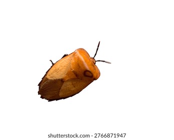 Close-up of shield bug insect isolated on white background, sharp focus showing texture detail. Clean, minimal look. Ideal for biology, macro, education, and design cutout themes.