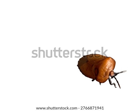 Close-up of shield bug insect isolated on white background, sharp focus showing texture detail. Clean, minimal look. Ideal for biology, macro, education, and design cutout themes.