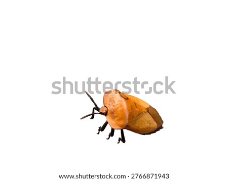Close-up of shield bug insect isolated on white background, sharp focus showing texture detail. Clean, minimal look. Ideal for biology, macro, education, and design cutout themes.