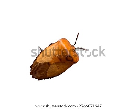 Close-up of shield bug insect isolated on white background, sharp focus showing texture detail. Clean, minimal look. Ideal for biology, macro, education, and design cutout themes.