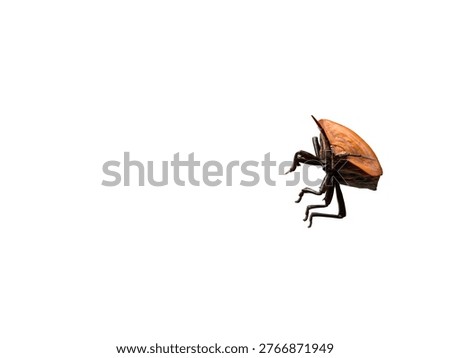 Close-up of shield bug insect isolated on white background, sharp focus showing texture detail. Clean, minimal look. Ideal for biology, macro, education, and design cutout themes.