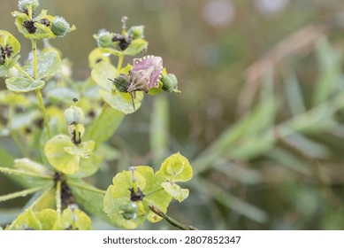 Close-up of a shield bug sitting on a green flowering plant with morning dew drops. The macro shot captures the insect and botanical details in a natural, tranquil meadow setting during early morning.