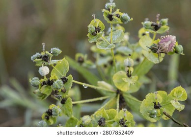 Close-up of a shield bug sitting on a green flowering plant with morning dew drops. The macro shot captures the insect and botanical details in a natural, tranquil meadow setting during early morning.