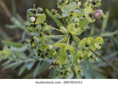Close-up of a shield bug sitting on a green flowering plant with morning dew drops. The macro shot captures the insect and botanical details in a natural, tranquil meadow setting during early morning.