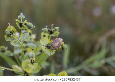 Close-up of a shield bug sitting on a green flowering plant with morning dew drops. The macro shot captures the insect and botanical details in a natural, tranquil meadow setting during early morning.