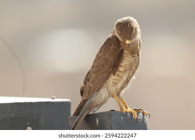 Closeup of a Shikra, Tachyspiza badia bird siisitting a post.