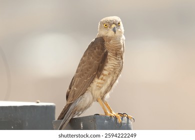 Closeup of a Shikra, Tachyspiza badia bird siisitting a post.