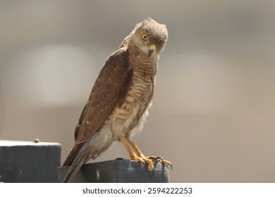 Closeup of a Shikra, Tachyspiza badia bird siisitting a post.