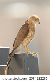 Closeup of a Shikra, Tachyspiza badia bird siisitting a post.
