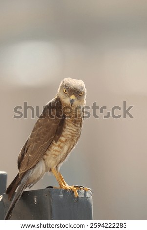Closeup of a Shikra, Tachyspiza badia bird siisitting a post.