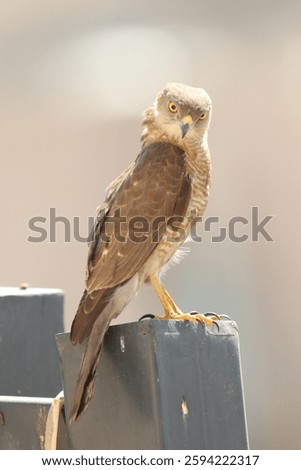 Closeup of a Shikra, Tachyspiza badia bird siisitting a post.