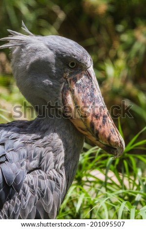 Similar – Foto Bild Schräge Vögel Tier Vogel 2