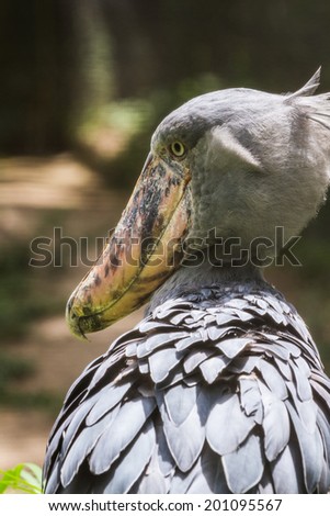 Similar – Foto Bild Schräge Vögel Tier Vogel 2